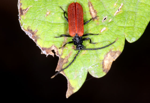 Platycis minutus - Copyright Denis Bourgeois